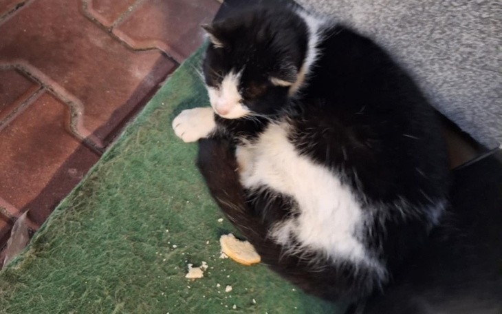 Czarny kot z białymi łatami, leżący na podłodze.