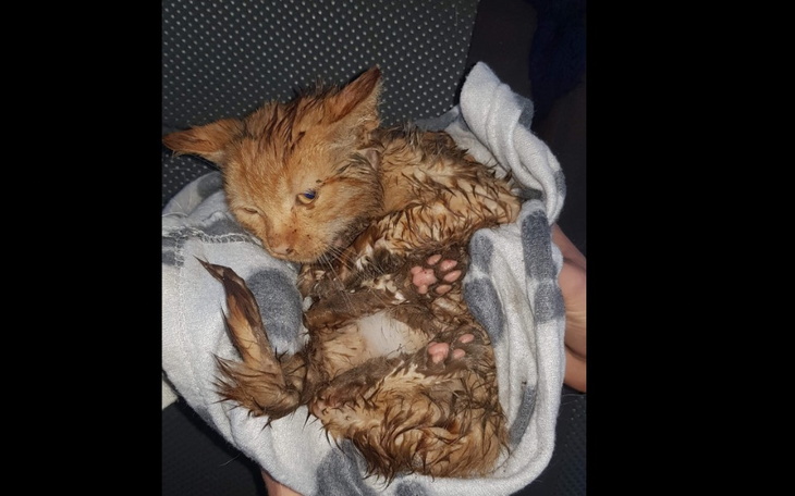 Zbiórka Mały , chory rudy kotek - zdjęcie główne