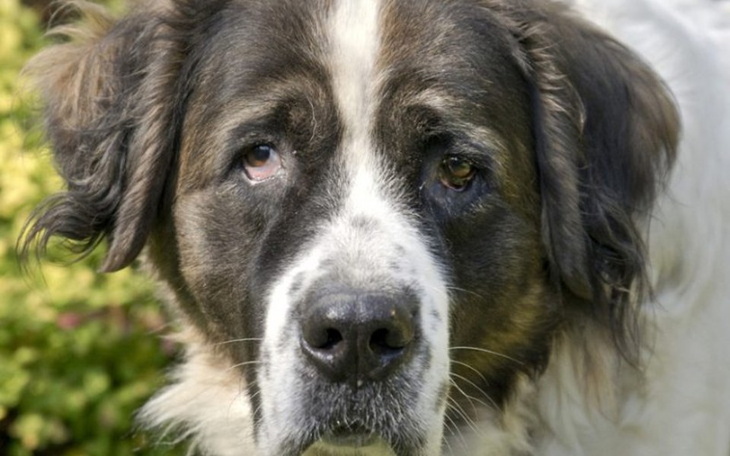 Zbiórka Zrzutka na schronisko w Zabrzu - zdjęcie główne