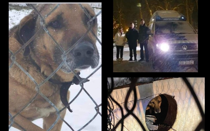 Zbiórka Dżeki - niewidzialny pies - zdjęcie główne