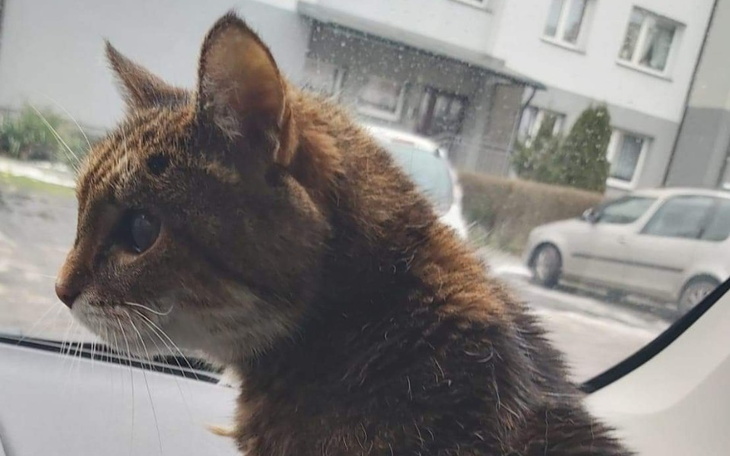 Zbiórka Pomoc kotce - zdjęcie główne