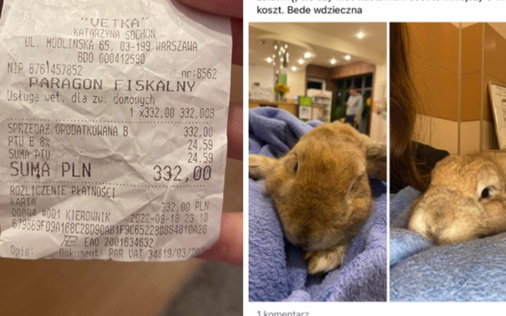 Zbiórka Zabieg i leczenie Króliczka - zdjęcie główne