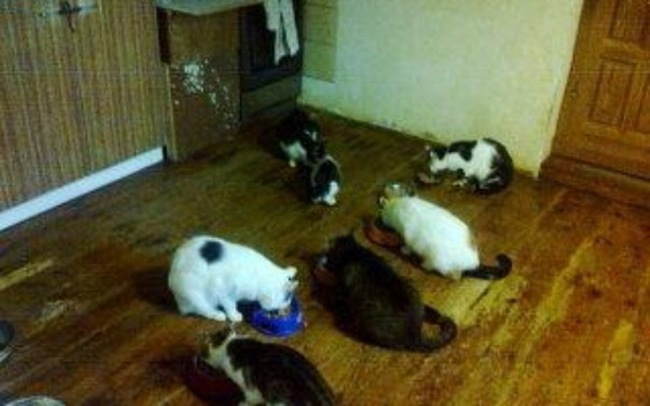 Zbiórka Pani Teresa i Jej kocia zagroda - zdjęcie główne