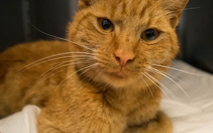 Zbiórka Postawmy Trafika na cztery łapy! - zdjęcie główne