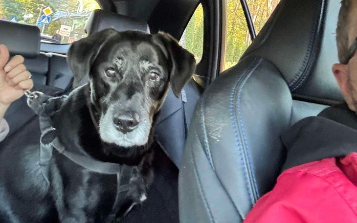 Zbiórka Dla seniora Benka - badania - zdjęcie główne