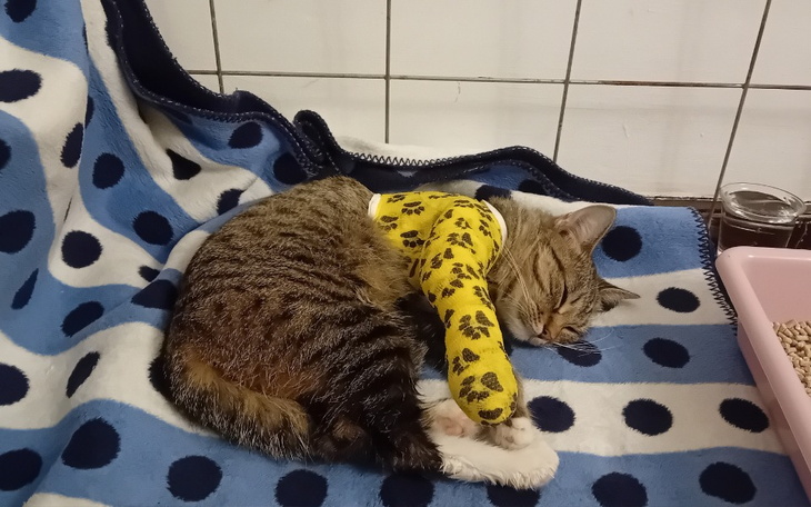 Zbiórka Pilna operacja łapki Lucynki - zdjęcie główne