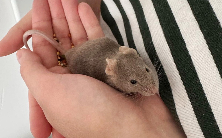 Myszka trzymana w dłoniach.
