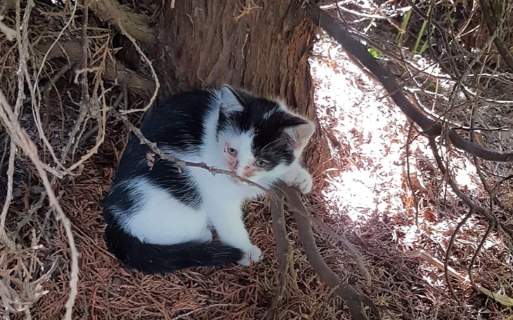 Zbiórka Ratunek dla kociej rodzinki - zdjęcie główne
