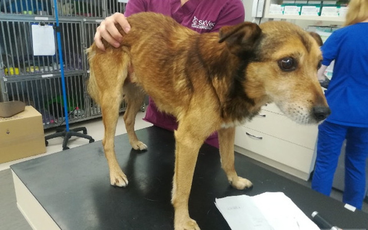 Zbiórka Kosti potrzebuje pomocy - zdjęcie główne