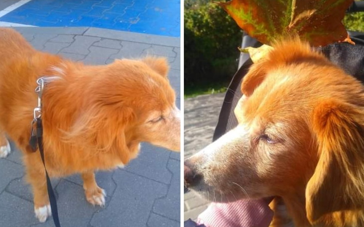 Zbiórka Pomoc psu na leki - zdjęcie główne