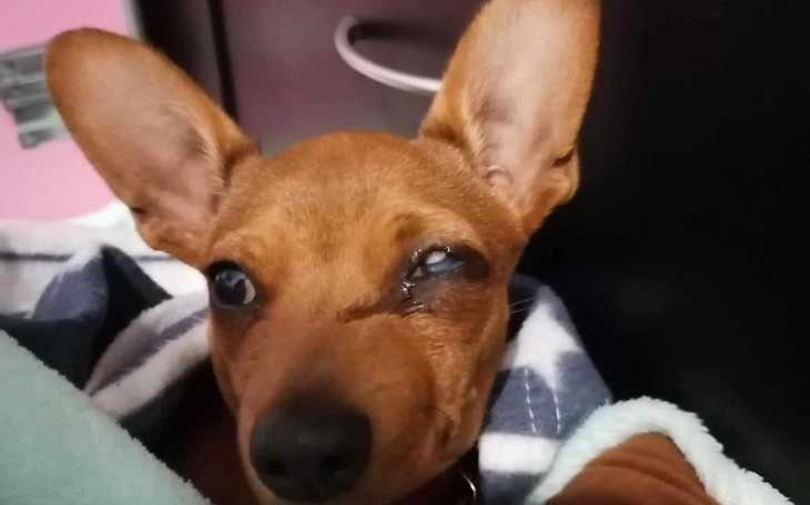 Pies z jednym okiem, przytulony w koc.