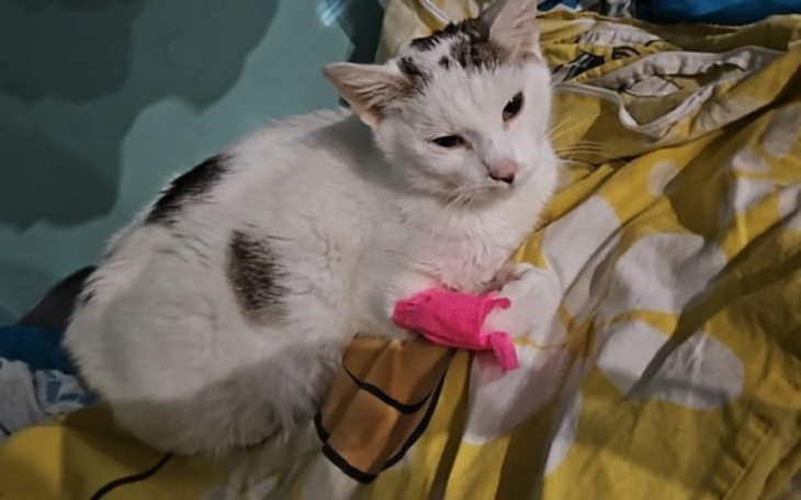 Biały kot z różowym bandażem leży na kolorowej pościeli.