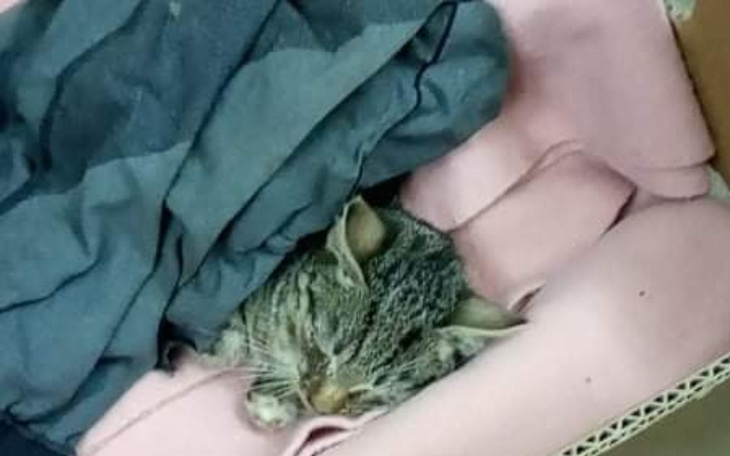 Zbiórka Żeby Paciulka żyła - zdjęcie główne