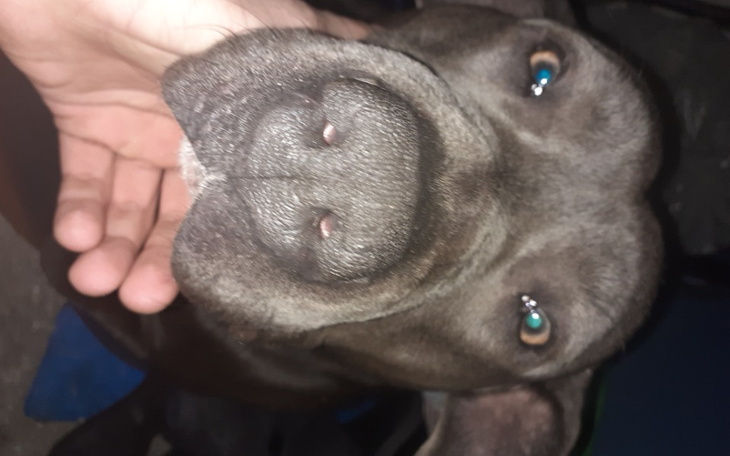 Zbiórka Pomoc dla schronisk... - zdjęcie główne