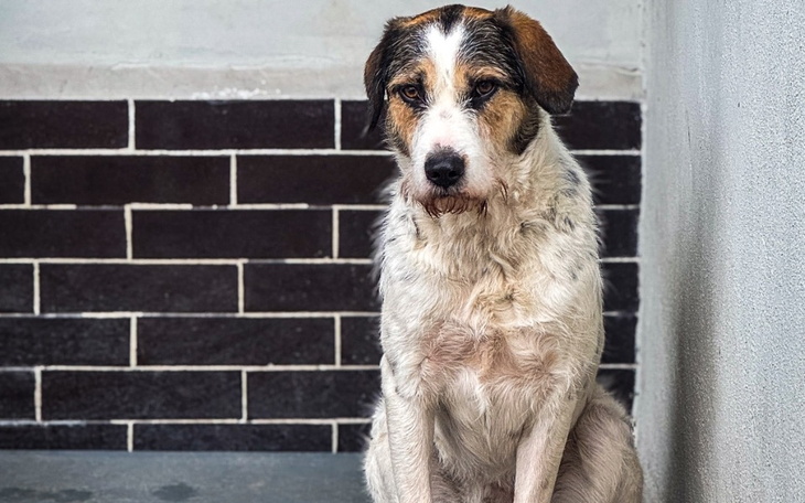 Zbiórka Świąteczna zbiórka 2024 - zdjęcie główne