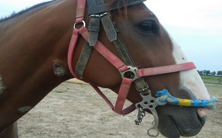 Zbiórka Pomoc dla Laby - zdjęcie główne