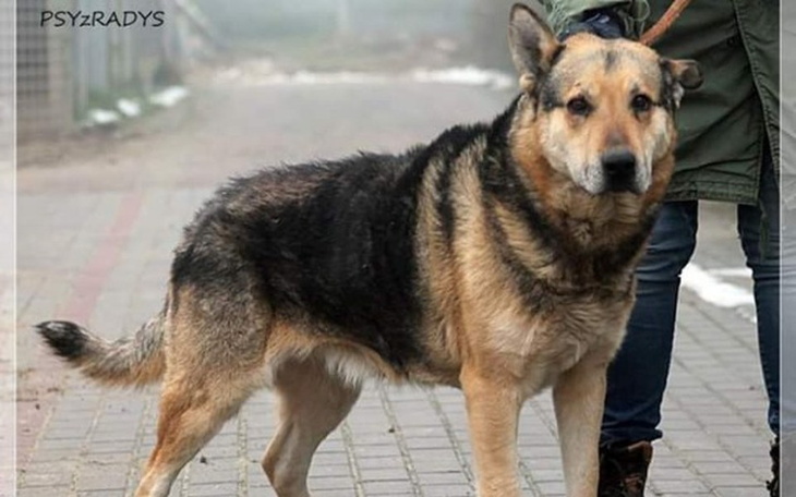 Zbiórka Dla Brydża uratowanego z Radys - zdjęcie główne