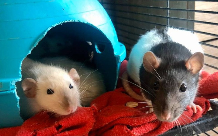 Zbiórka Luty w DT Ogoniaste - zdjęcie główne