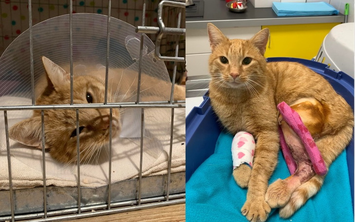 Zbiórka EREN - Kotek po wypadku - zdjęcie główne