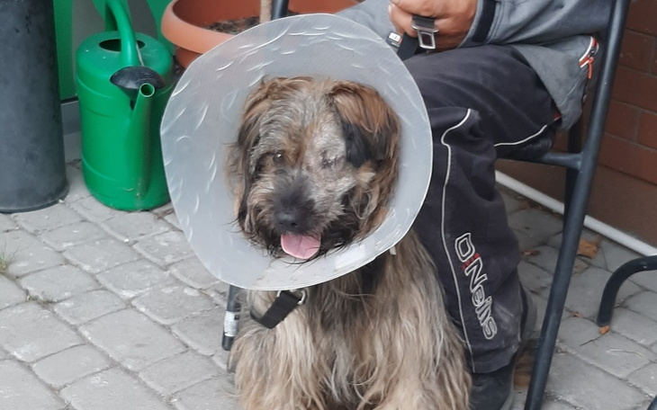 Zbiórka Leczenie psiaka po wypadku - zdjęcie główne