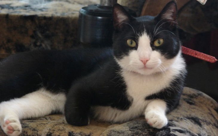 Zbiórka Puszka i żwirek dla Mruczka - zdjęcie główne