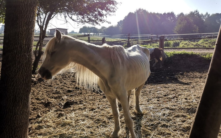 Zbiórka Jedzenie dla chorych koni - zdjęcie główne
