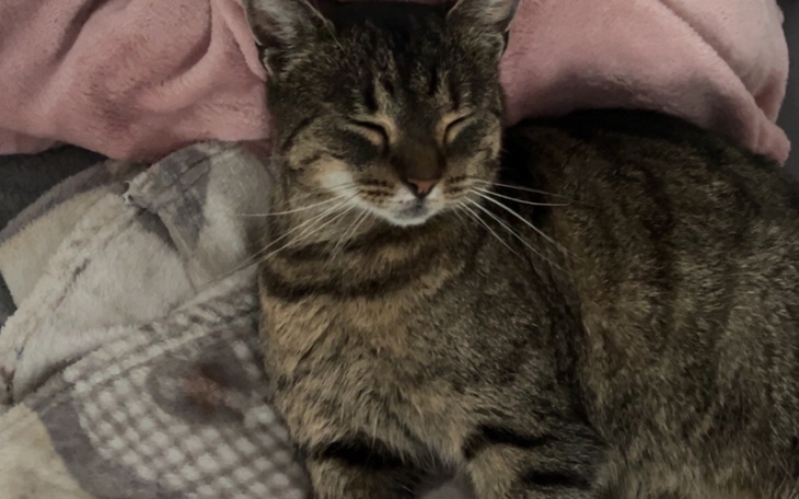 Kot leżący na poduszce, z zamkniętymi oczami.