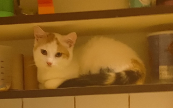 Kotka w pozycji relaksacyjnej na półce, z ciekawym spojrzeniem.