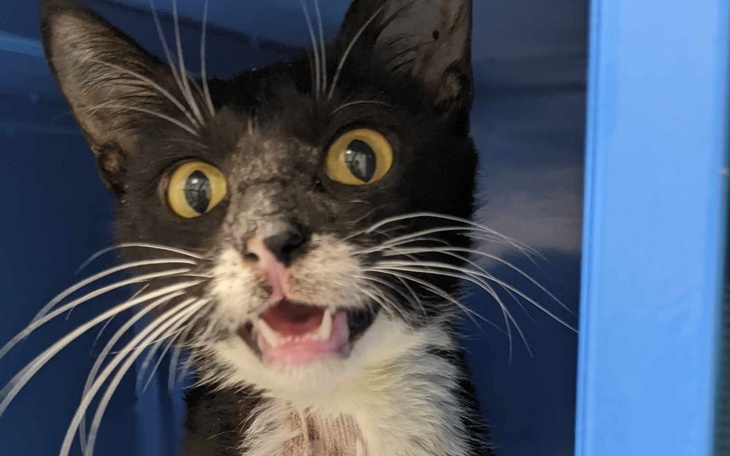 Zbiórka Podaruj życie Mirmirowi - zdjęcie główne