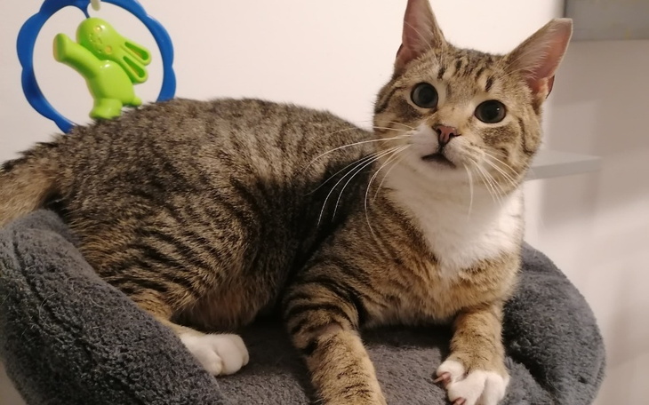 Zbiórka Wesley się dusi,pomóż mu przeżyć - zdjęcie główne