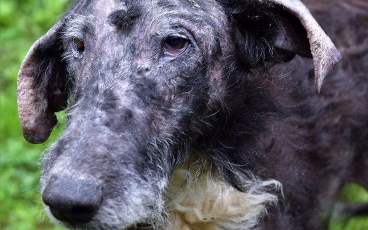 Zbiórka Syriusz- Gdy życie sprawia ból - zdjęcie główne