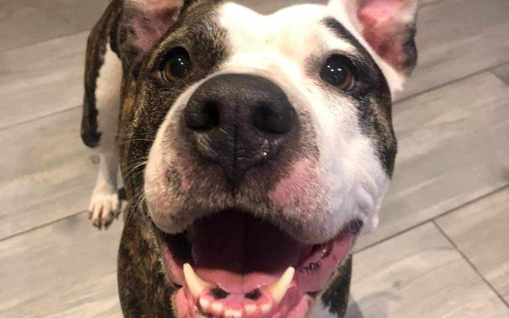 Zbiórka Krok w przyszłość-operacja łapki - zdjęcie główne