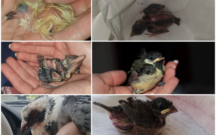 Zbiórka pisklaki, podloty i inne nieloty - zdjęcie główne