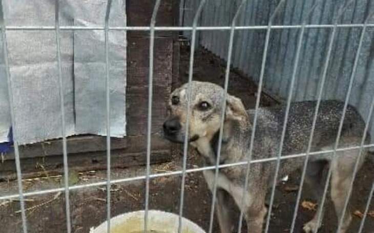 Zbiórka Sterylizacja Lili z przechowalni - zdjęcie główne