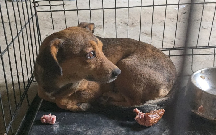 Mały piesek zwinięty w kłębek w klatce, z wyrazem niepokoju.