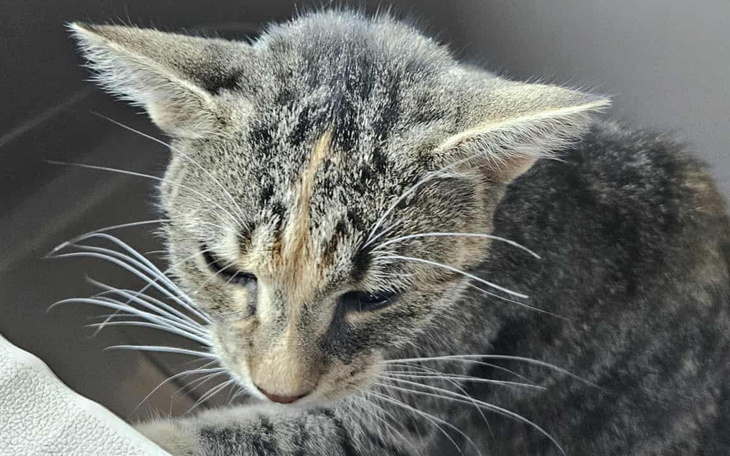 Młody kotek z wyraźnymi wąsami, skupiony na otoczeniu.