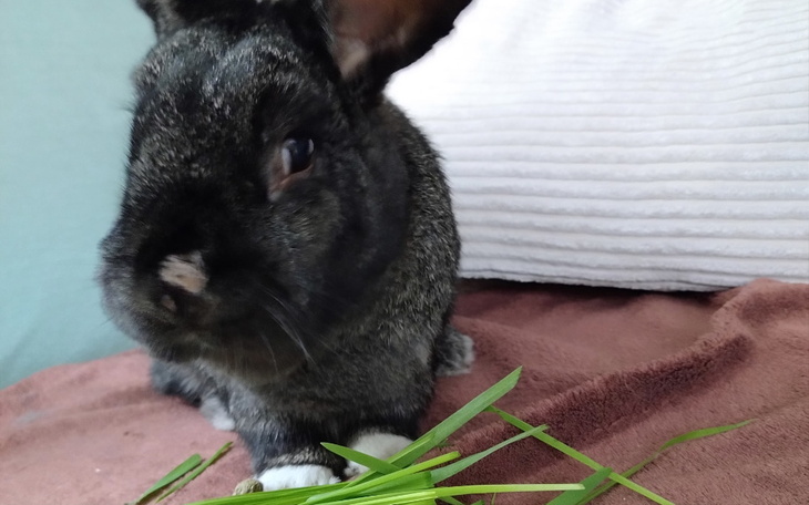 Zbiórka Negruś Królik o Wielkim Sercu - zdjęcie główne