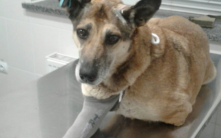 Zbiórka Pilnie Na budę i na hotelik - zdjęcie główne