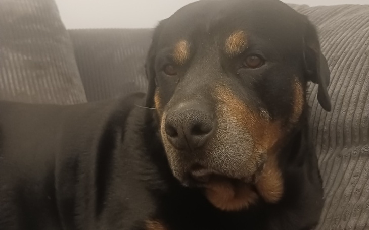 Zbiórka Pomóc dla Dżefrejka - zdjęcie główne