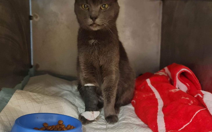 Zbiórka Bambi vel Miau Miau walczy z FIP - zdjęcie główne