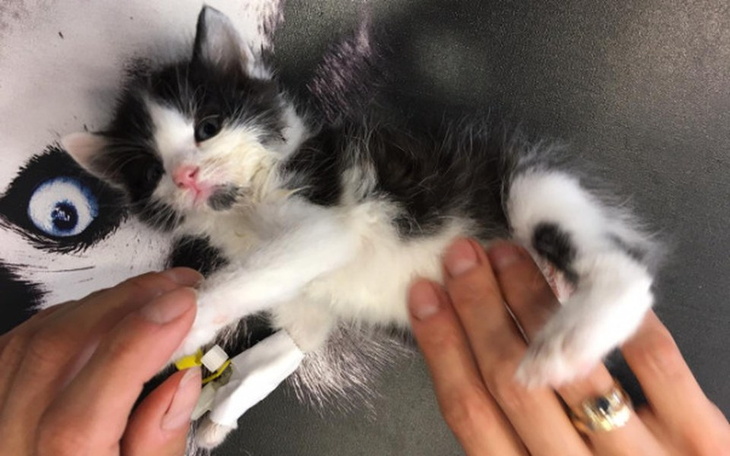 Zbiórka Diagnostyka kocich maluszków - zdjęcie główne