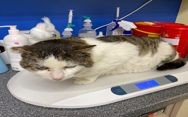 Zbiórka Azyl dla potrzebujących zwierząt - zdjęcie główne