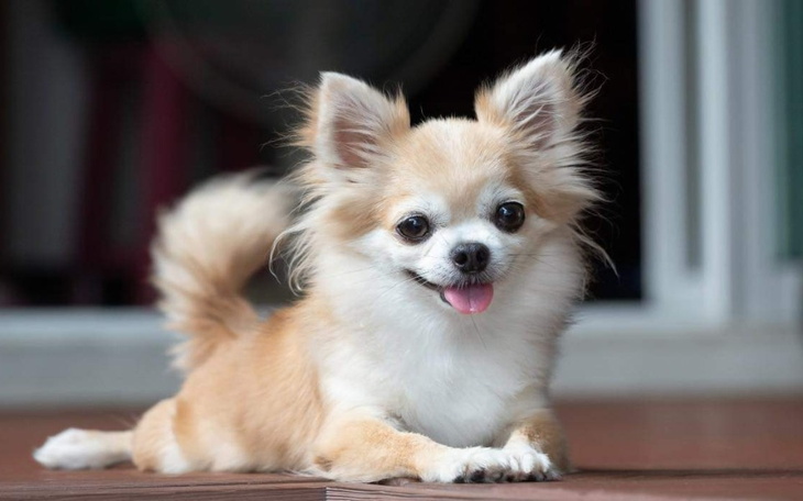 Zbiórka Na psa chihuahua - zdjęcie główne