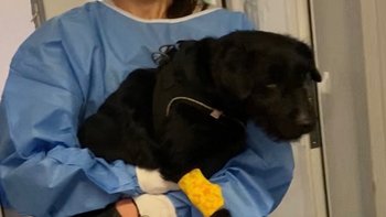 Zbiórka Ratunek dla Beatki - miniaturka zdjęcia