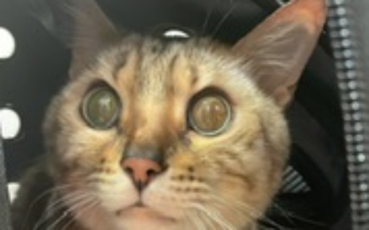 Zbiórka Operacja i diagnostyka Lokiego - zdjęcie główne