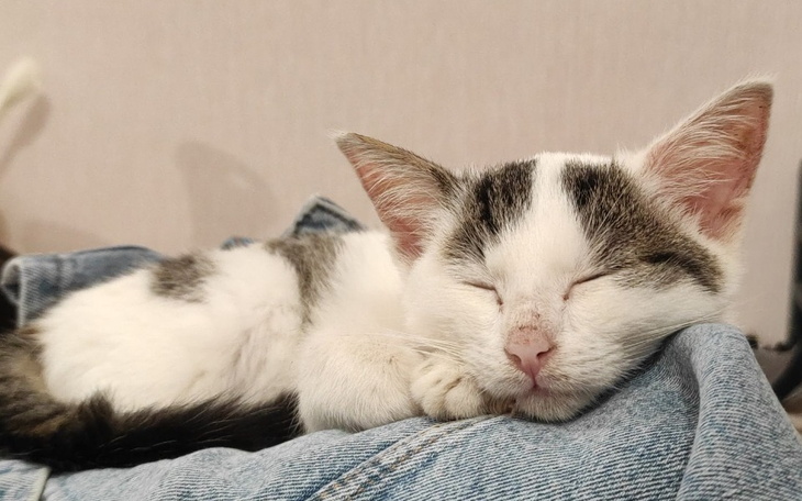 Zbiórka Leczenie małej kotki Avi - zdjęcie główne