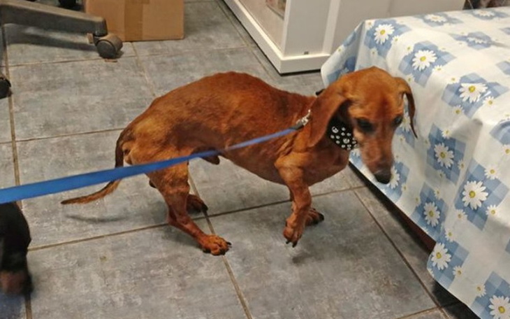 Zbiórka Tomcio - wyniszczony jamnik - zdjęcie główne