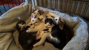 Zbiórka Utrzymanie i leczenie kociaków - miniaturka zdjęcia