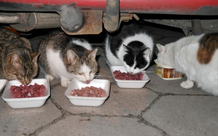 Zbiórka Zakup żywności bezdomnym kotom - zdjęcie główne