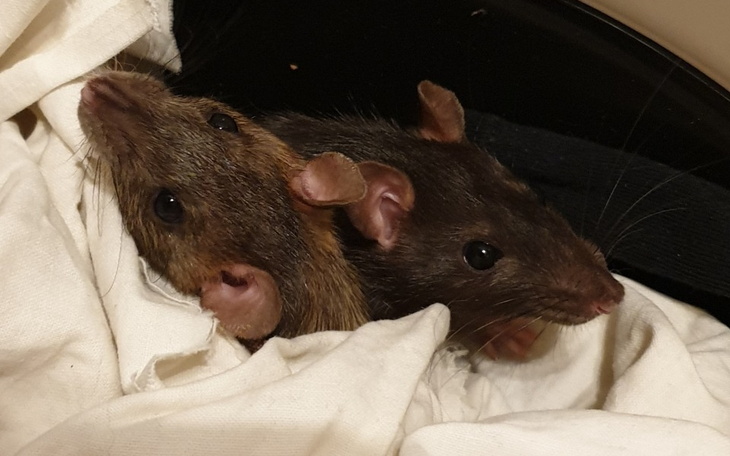 Zbiórka Szczurki ze złych warunków - zdjęcie główne